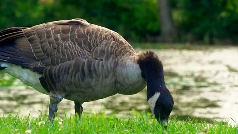 Beautiful duck on the grass closes Stock Footage 125514394