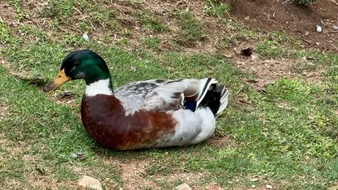 Beautiful duck hatching on grass Stock Photos