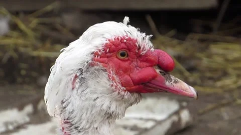 Beautiful duck head Video stock 142157893