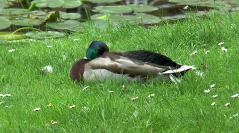 Beautiful duck lying in grass closeup Stock Footage 24793918