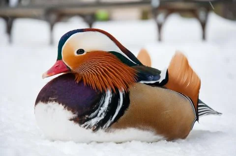 Beautiful duck Stock Photos