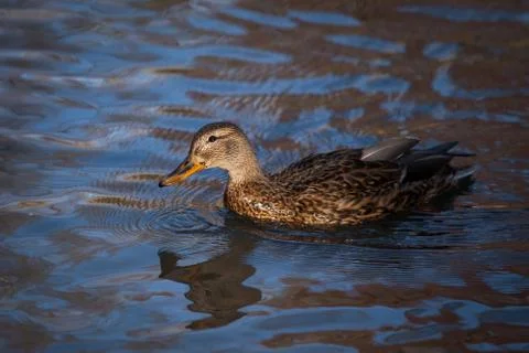 Beautiful duck Stock Photos