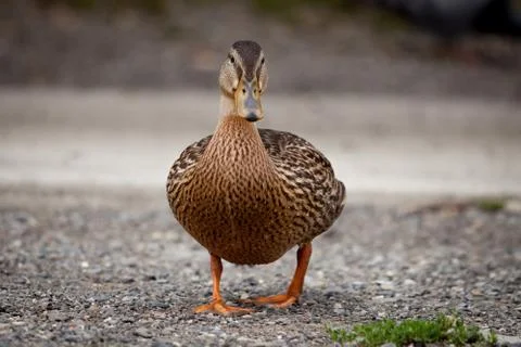Beautiful duck Stock Photos