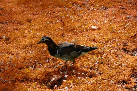 Beautiful Duck 스톡 사진