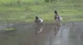 Beautiful ducks HD Footage