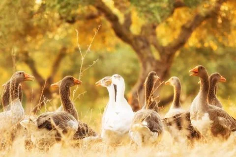 Beautiful ducks in forest. Foto stock