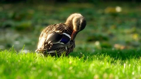 Beautiful ducks on the grass closeup Stock Footage 125513604