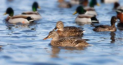 Beautiful ducks Stock Photos