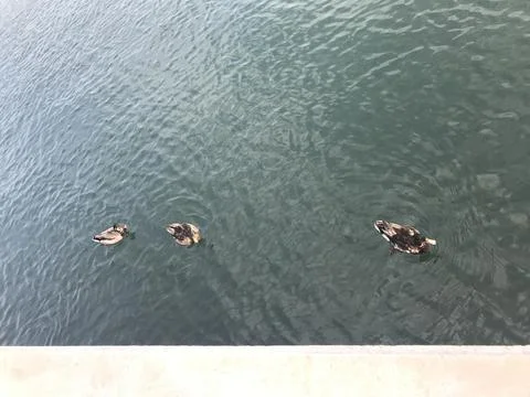 Beautiful ducks Stock Photos
