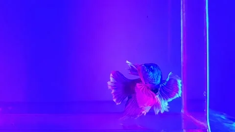 Beautiful Dumbo Ear Betta Fish 動画素材 196270613