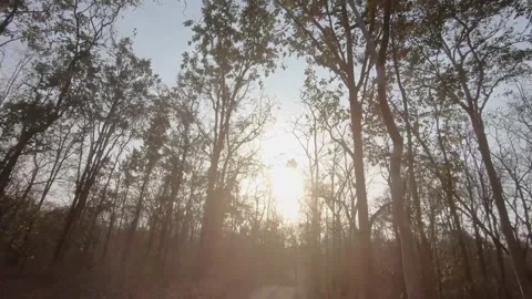 Beautiful dusk while passing along on the safari trail of Pench national park Stock Footage 273486333