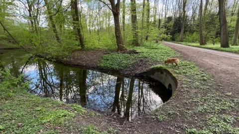 Beautiful Dutch Nature Reflection on Pond Surface in Amsterdamse Bos 스톡 동영상 334149972
