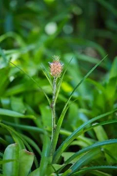 Beautiful Dwarf pineapple flower inside the botanical garden, Mahe Seychell Stock Photos
