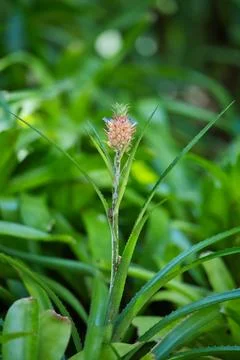 Beautiful Dwarf pineapple flower inside the botanical garden, Mahe Seychell Stock Photos