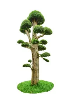 Beautiful dwarf tree on white background Foto stock