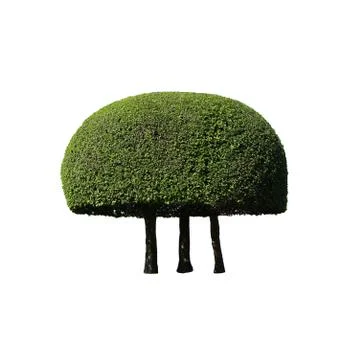 Beautiful dwarf tree on white background Stock Photos