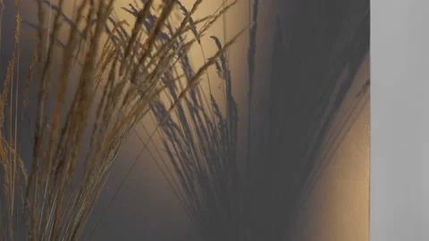 Beautiful dynamic light on the wall from the golden ears of wheat at home Stock Footage 231994694