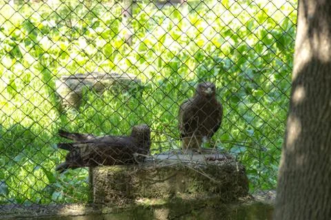 Beautiful eagle in a cage Stock Photos