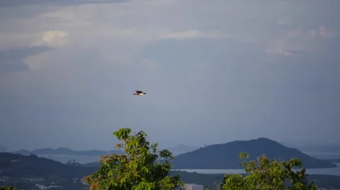 Beautiful Eagle gliding through the clear sky over the bay Video stock 58387270