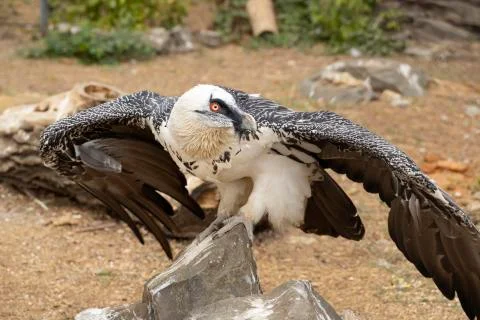 Beautiful eagle looking around. Stock Photos