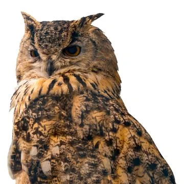 Beautiful eagle owl on blue background with copy space. Isolated on white bac Stock Photos