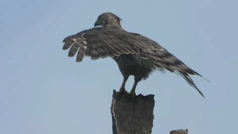 Beautiful Eagle relaxing on tree . Stock Footage 345041843