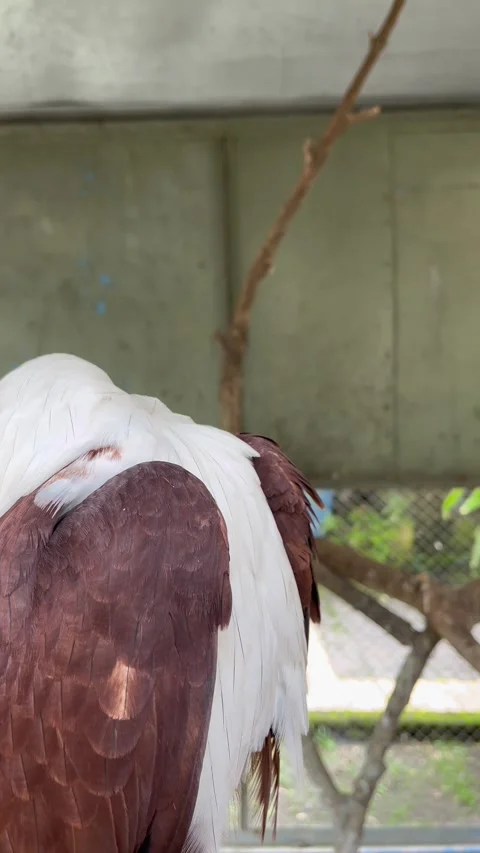 Beautiful eagle with sharp eyes. Close up view of eagle in cage. Stock Footage 306318173
