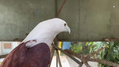Beautiful eagle with sharp eyes. Close up view of eagle in cage. Stock Footage 306318178