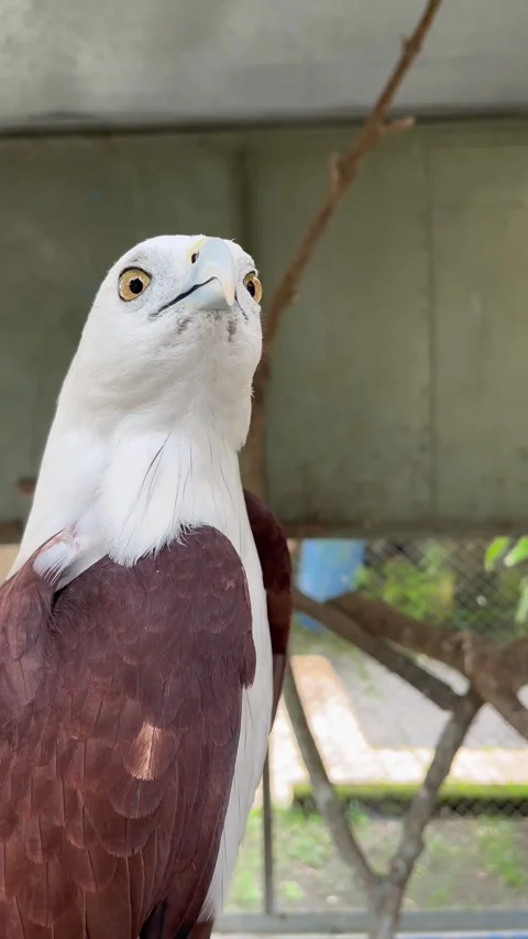 Beautiful eagle with sharp eyes. Close up view of eagle in cage. Stock Footage 306318182