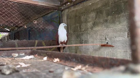 Beautiful eagle with sharp eyes. Close up view of eagle in cage. Stock Footage 306862944
