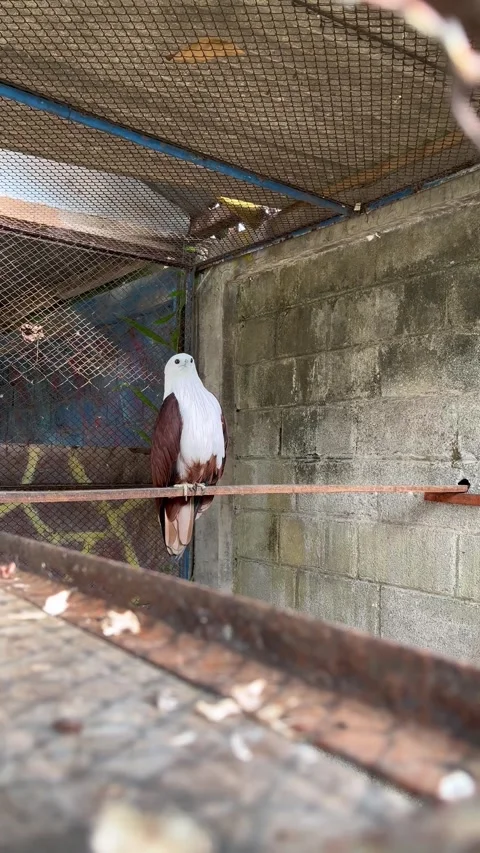 Beautiful eagle with sharp eyes. Close up view of eagle in cage. Stock Footage 306862947