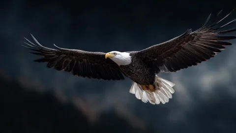 Beautiful eagle soaring in the sky. Detailed close-up shots Video stock 315270141
