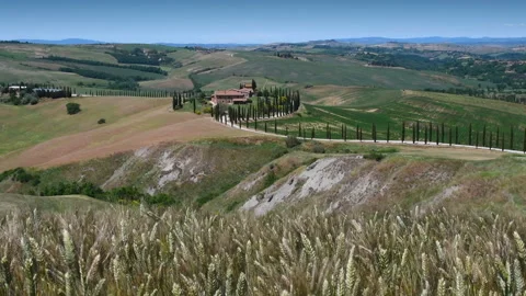 Beautiful ears of corn move in the wind near Asciano Stock Footage 131151116