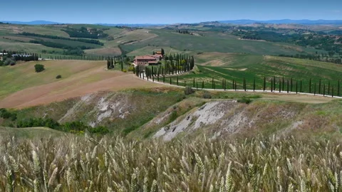 Beautiful ears of corn move in the wind near Asciano. Stockbeeldmateriaal 131151378