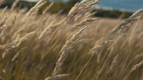 Beautiful ears flying in the wind at sunset time. Feather grass close up 스톡 동영상 105558143