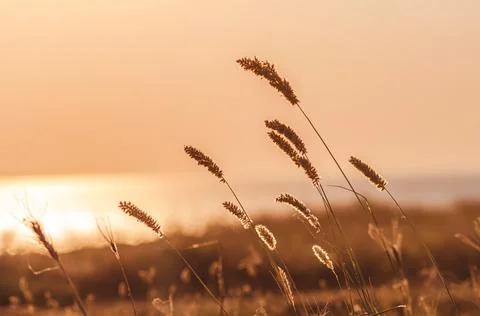 Beautiful ears of grass in the rays of sunset Stock Photos