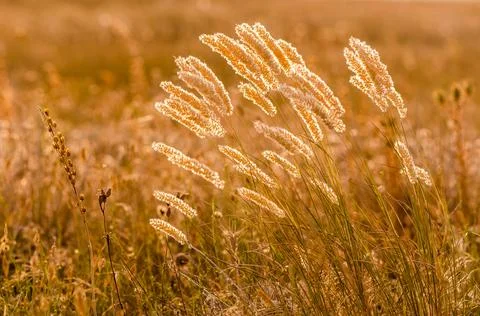 Beautiful ears of grass in the rays of sunset Stock Photos