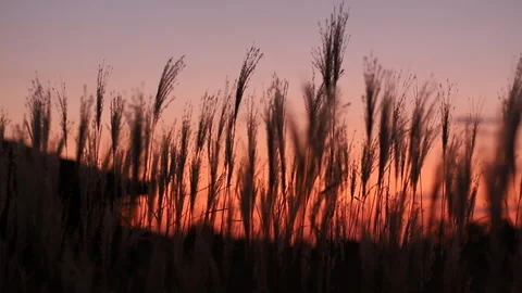 Beautiful ears of red sunset. Beautiful summer landscape, sunset or dawn. Stock Footage 124580124