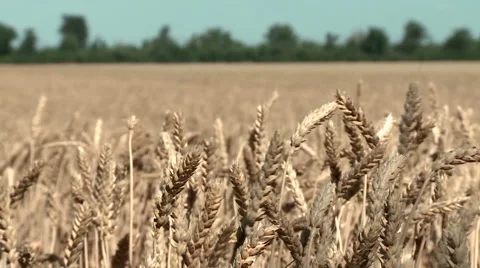 Beautiful ears of wheat against the background of a wheat field Stock Footage 68163560