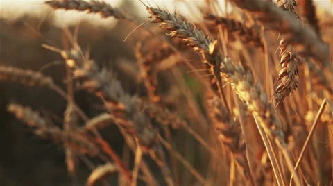 Beautiful ears of wheat Stock Footage 55818460