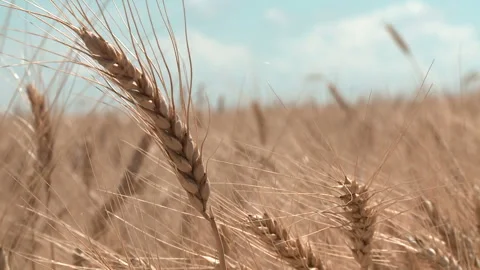 Beautiful ears wheat swaying side Stock Footage 257956644