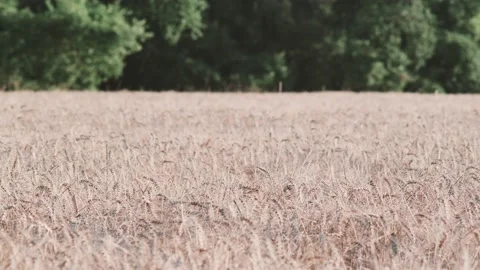 Beautiful ears of wheat swaying in the wind. Cereals. Amazing plants in the Stock Footage 158809700
