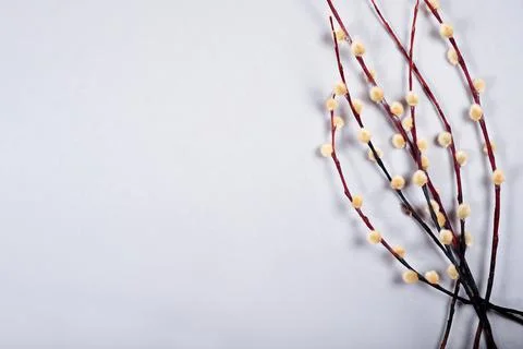 The beautiful easter bunch of the willow branches on the gray background with Stock Photos