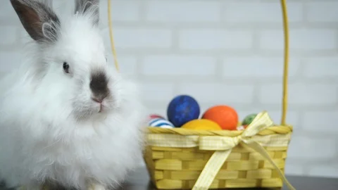 Beautiful Easter bunny with a basket of eggs. Stock Footage 104371350