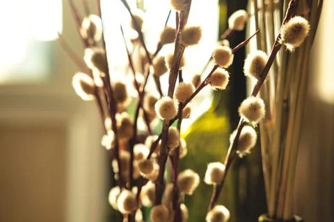 The beautiful easter composition of the willow branches opposite sunny window. Stock Photos
