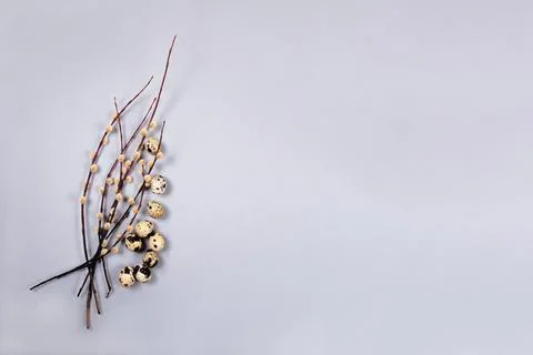 The beautiful easter composition of the willow branches and quail eggs on the Stock Photos