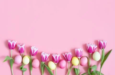 Beautiful Easter frame with tulips and eggs on a pink background. Stock Photos
