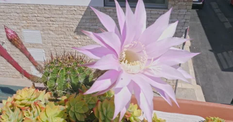 Beautiful Easter Lily Cactus with flower with shades of pink, isolated on a b Vídeo Stock 196940495