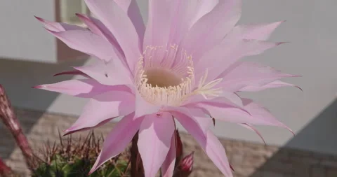 Beautiful Easter Lily Cactus with flower with shades of pink, isolated on a b Stock-Footage 196940533