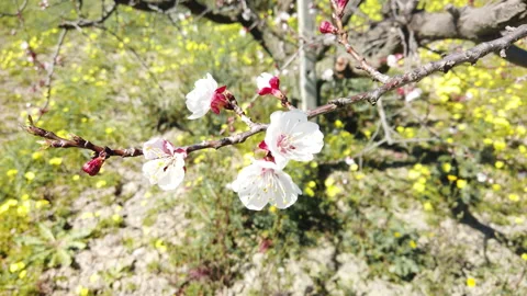 Beautiful Easter nature scene with apricot in bloom Video stock 237333436